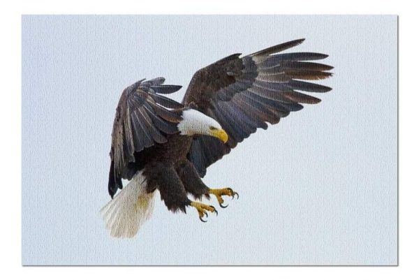 Animal Bald Eagle Jigsaw Puzzle Set