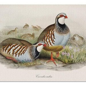 Animal Couple Partridges In Long Grass Jigsaw Puzzle Set