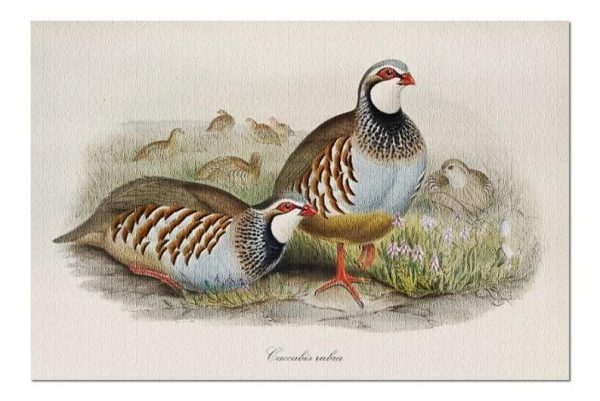 Animal Couple Partridges In Long Grass Jigsaw Puzzle Set