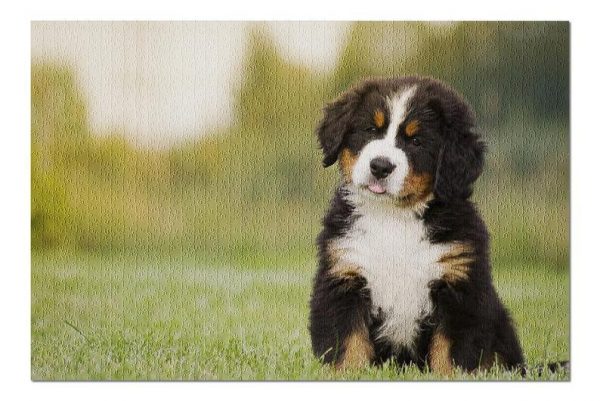 Animal Dogs, Bernese Mountain Puppy Jigsaw Puzzle Set