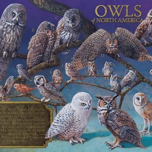 Owls Of North America Jigsaw Puzzle Set