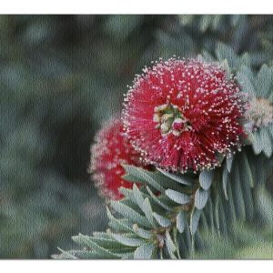 Red Dwarf Bottle Brush Flower Jigsaw Puzzle Set