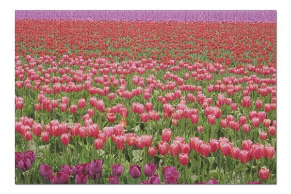 Tulip Field Jigsaw Puzzle Set